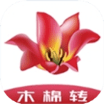木棉转